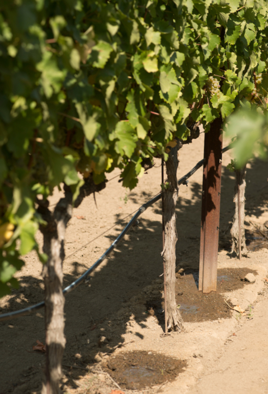 lush vineyard rows